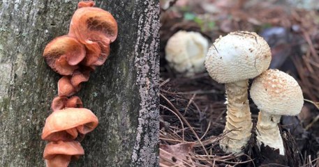 lizarán Festival de hongos silvestres en Vallarta y Cabo Corrientes