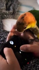 Needy Parrot retire le joystick du contrôleur