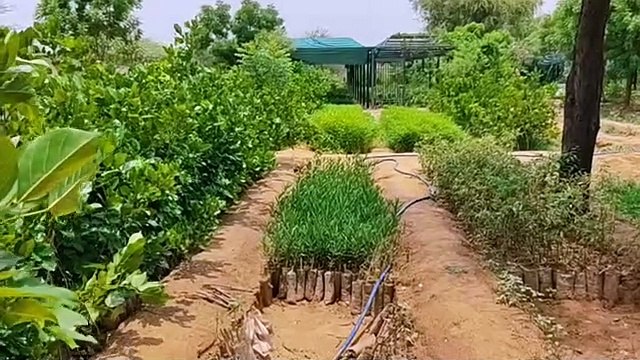 पौधरोपण अभियान- ग्रामीण क्षेत्र में लगाए जाएंगे 10 लाख पौधे