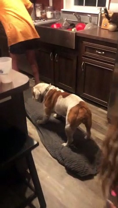 Bulldog Catches a Ride on Hoverboard