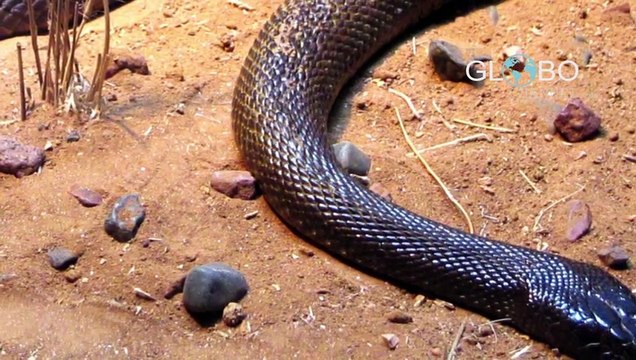 Top 5 serpenti più velenosi al mondo - i nomi scientifici delle specie globochannel.com/