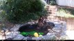 Bear Has a Spa Day in Backyard Pond