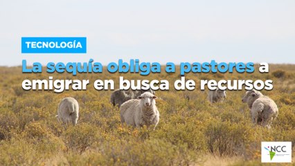 La sequía obliga a pastores a emigrar en busca de recursos