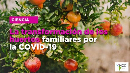 La transformación de los huertos familiares por la COVID-19