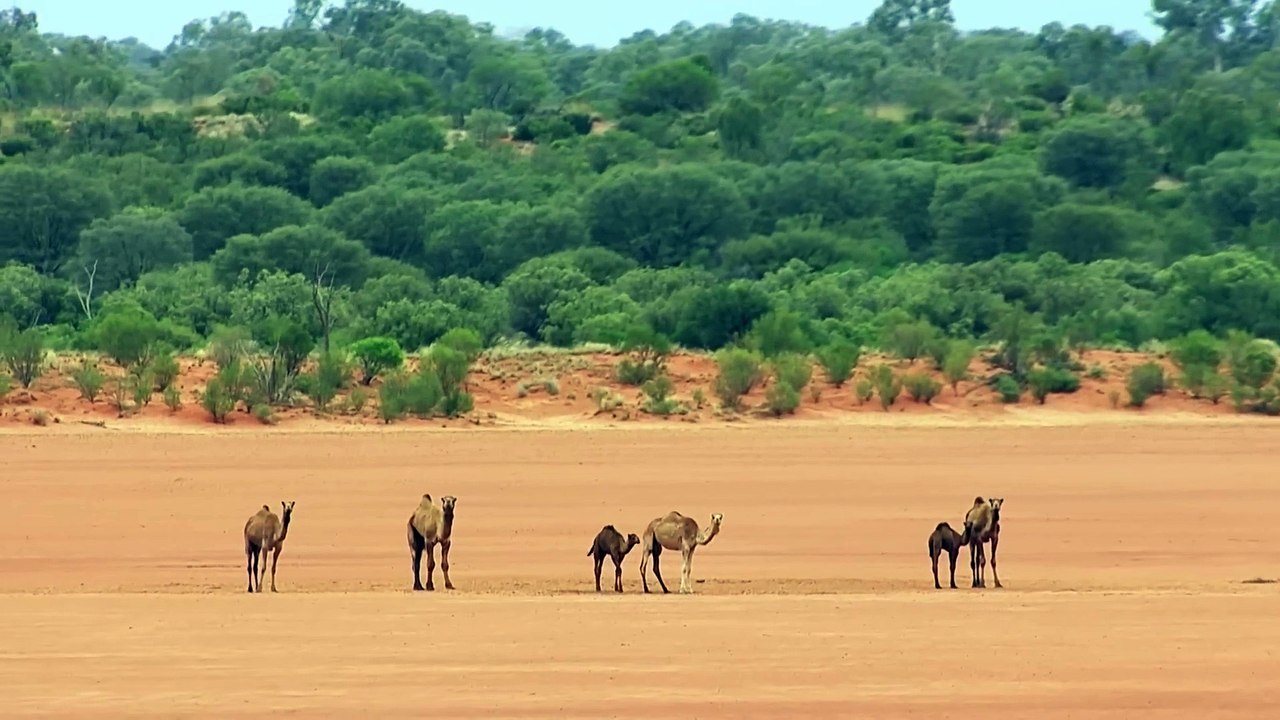 World of the Wild  Episode 9 The Deserts  Free Documentary Nature
