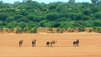 World of the Wild  Episode 9 The Deserts  Free Documentary Nature