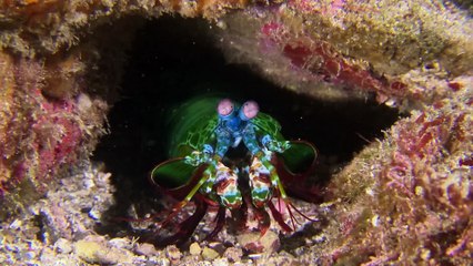World of the Wild  Episode 3 The Great Barrier Reef  Free Documentary Nature
