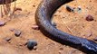 Aquí están las especies de serpientes más venenosas y mortales del mundo