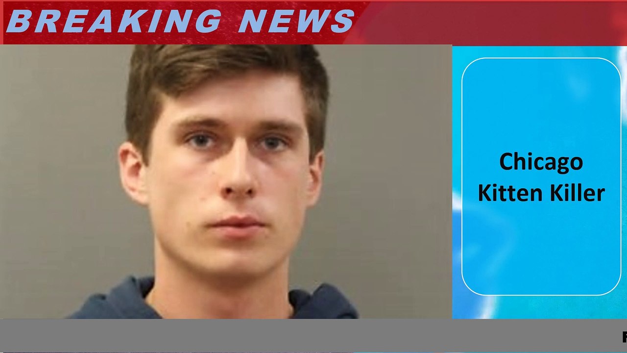 Chicago Kitten Killer