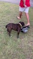 Dog Brings His Own Lunch