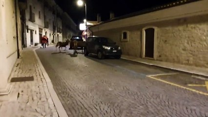 Groupe de cerfs sur une promenade nocturne