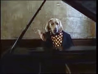 Sesame Street William Wegman Conductor (2001)