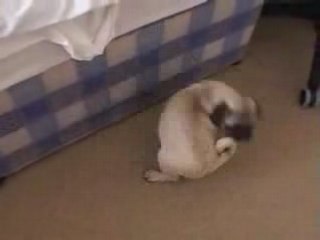 A dog eating his tail