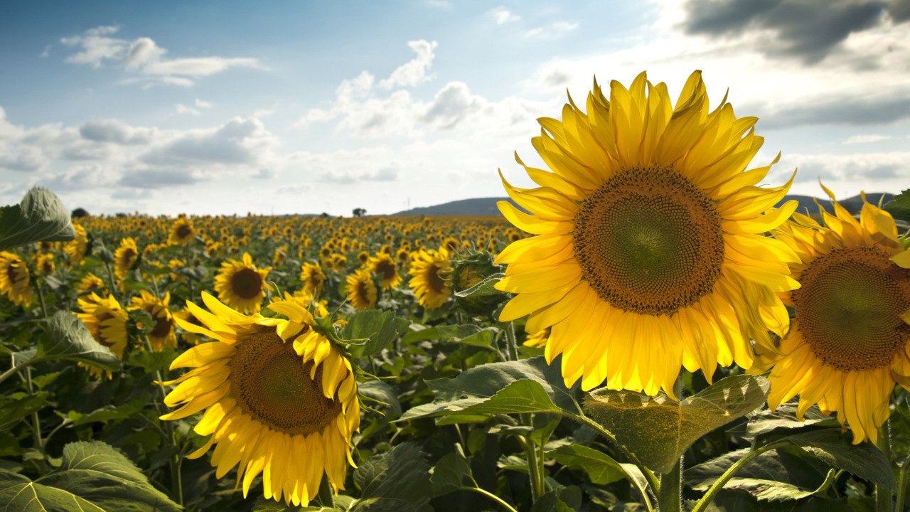 How Long Does It Take for Sunflowers to Grow from Seed?