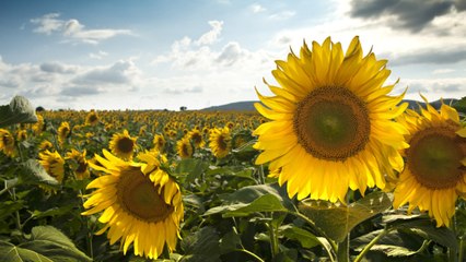 How Long Does It Take for Sunflowers to Grow from Seed?