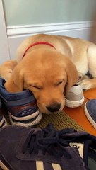 Les oreilles tremblent pendant que le laboratoire dort sur des chaussures