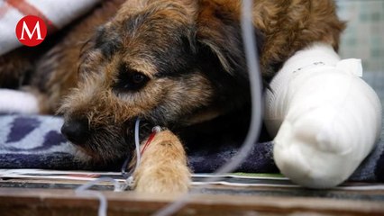 Perrita 'Barbitas' sobrevive al ataque en la Central de Abasto de Toluca; puede perder una pata