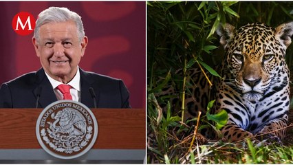 "Estamos cuidándolos", AMLO muestra imágenes de jaguares en Tulum