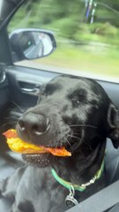 Smiling Doggo Loves Her Biscuits