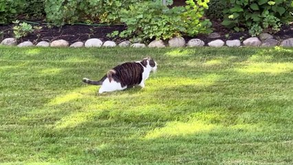 Cat Plays With Chipmunk