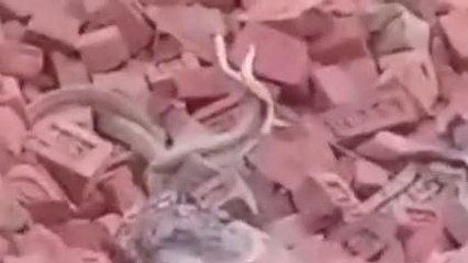 जमुई: प्रेम में सराबोर नजर आया नाग नागिन का जोड़ा कैमरे में हुआ कैद, तेजी से हो रहा वायरल