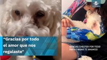 Así reaccionó Paul Stanley a la muerte de su mascota luego de ser eliminado de LCDLF