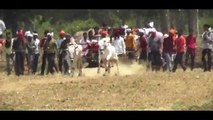 Gajab ki Res Shnkar Pat _ Pat Pratiyogita % Newargaon Murjhar  National Bull Pair Race Competition