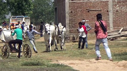 The Thrilling Indian Bailgada Race_ Veeru foji talwar's  Jaw-Dropping Performance