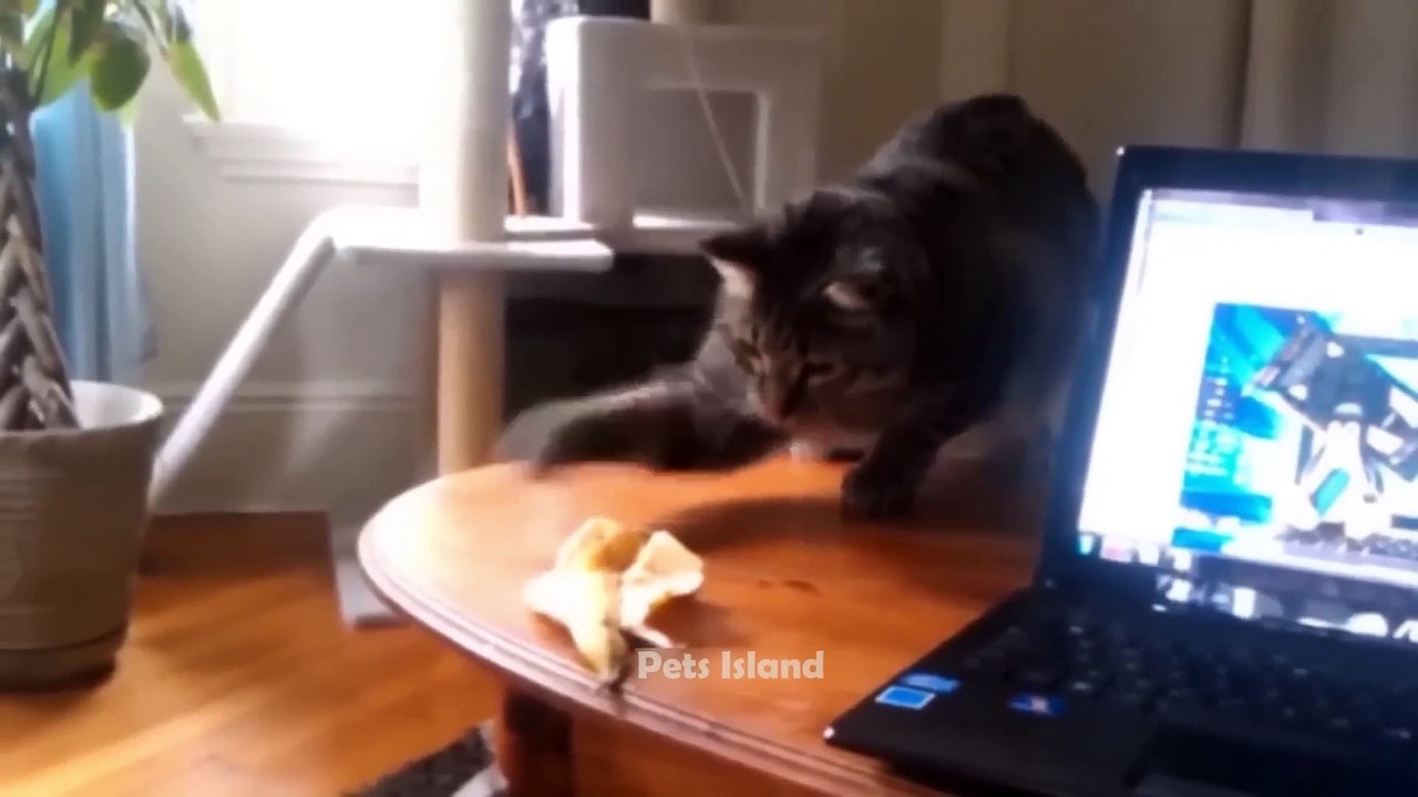 Most Trending  Animal Videos - Funniest Cats and Dogs 2023  _Full-HD