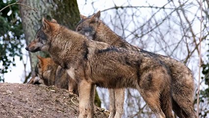 Funny Animals | Danger Animals