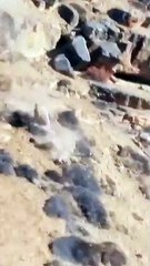 A black buck hunted by a tiger