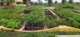 हरियाली की कवायद: वन विभाग की ओर से किया जा रहा पौधरोपण