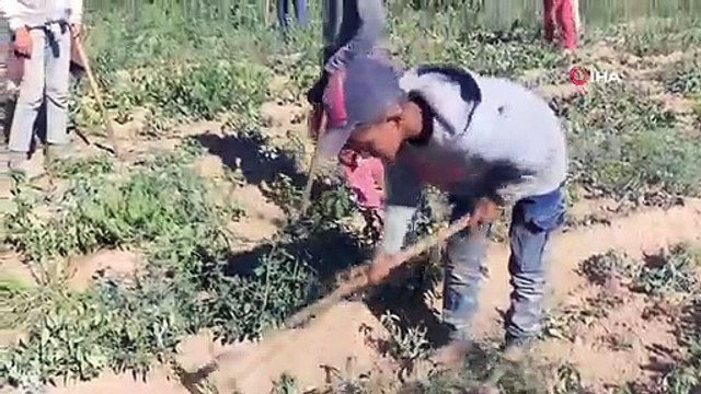 Mevsimlik işçilerin kavurucu sıcakta ekmek mücadelesi