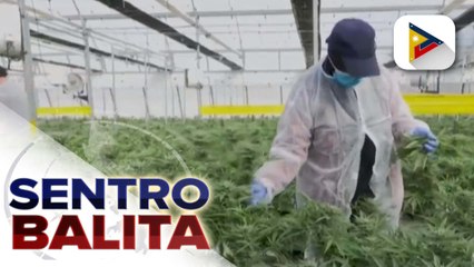 Pagdinig ng Senado sa panukalang payagan ang cannabis o marijuana para sa medical use, umuusad na