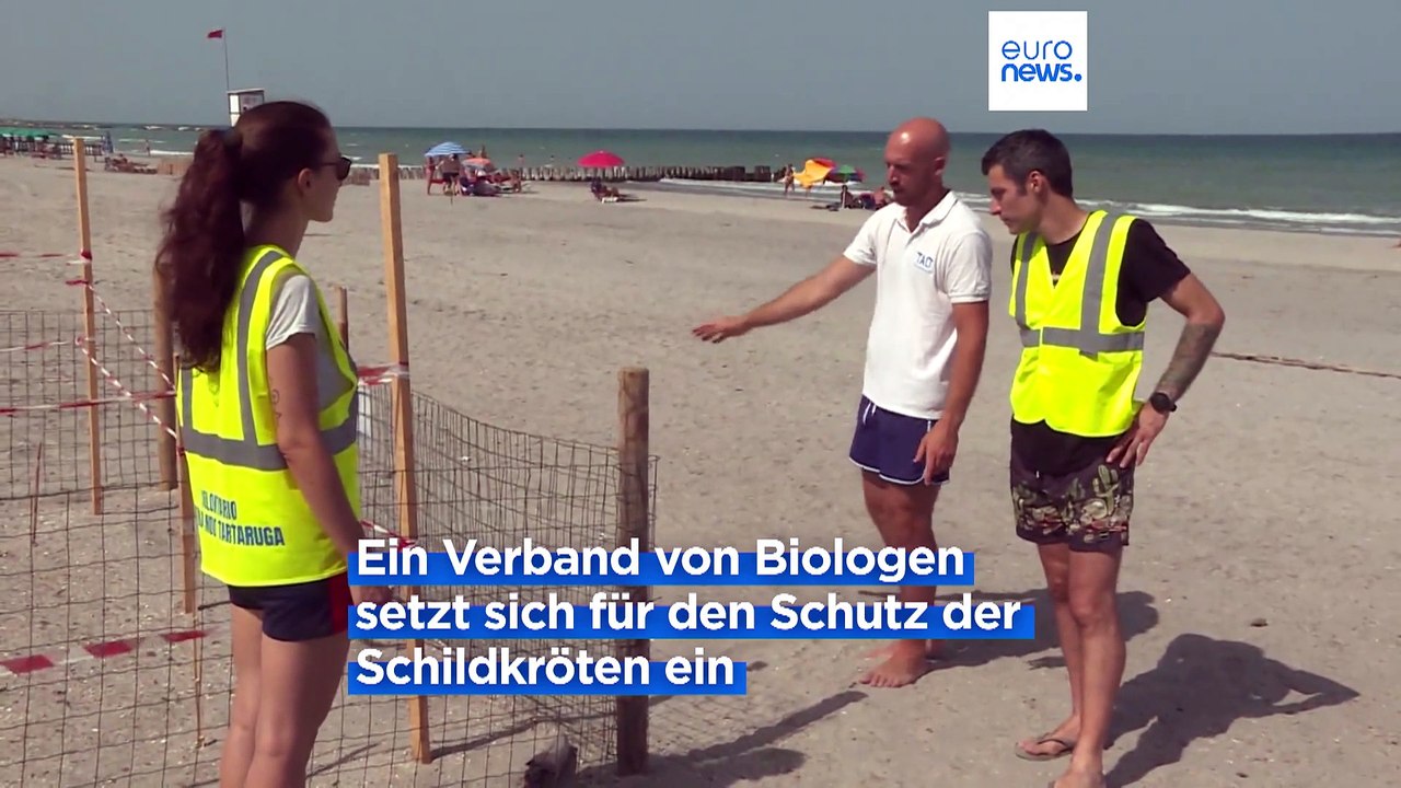 Italiens Adria-Küste: Wenn sich Badegäste und Schildkröten den Strand teilen