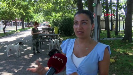 Zonguldak'tan Almanya'ya Sokak Köpeği Zeytin'in Sahiplendirilmesi