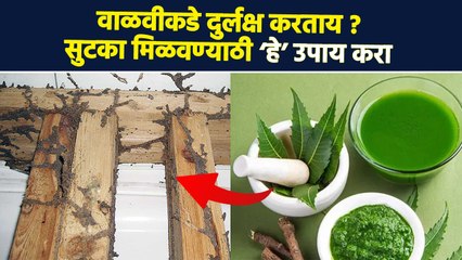 वाळवीने घरात धुमाकूळ घातलाय ? ‘हा’ उपाय करा | How to get rid of Termite | Lokmat Sakhi | RI3