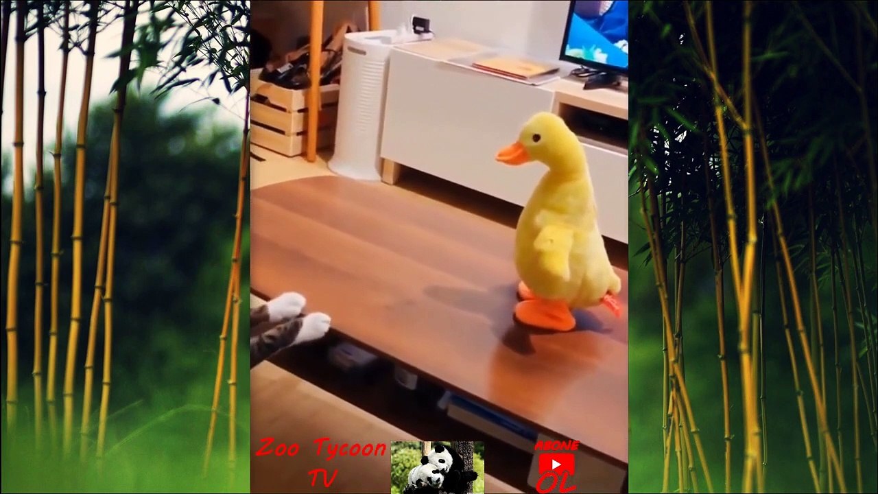 Çok Güleceksin! Çok Eğleneceksin! Birbirinden Komik Hayvan Videoları - Zoo Tycoon TV Farkıyla! #1