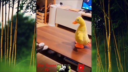 Çok Güleceksin! Çok Eğleneceksin! Birbirinden Komik Hayvan Videoları - Zoo Tycoon TV Farkıyla! #1