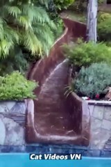 Cute Cats  and Funniest Dogs  Best Funniest Videos 2023  #101