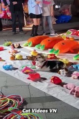 Cute Cats and Funniest Dogs  Best Funniest Videos 2023  #94