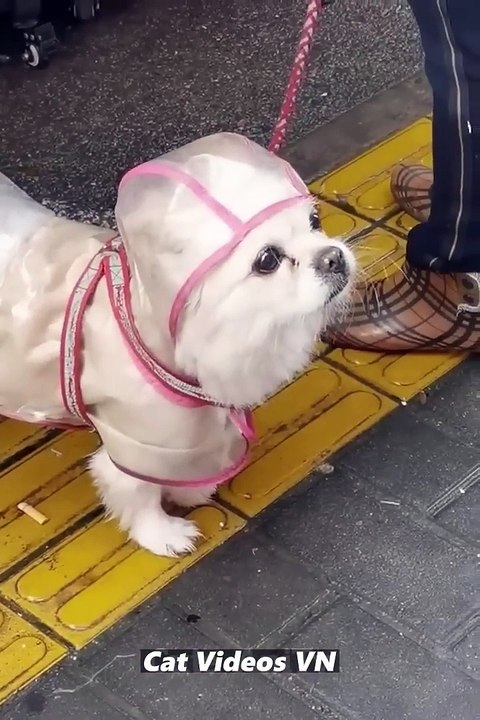 Cute Cats  and Funniest Dogs  Funniest Animal Videos 2023  #98