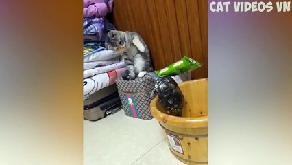 Cute Cats  and Funniest Dogs  Funniest Animal Videos 2023  #89 - Kopya
