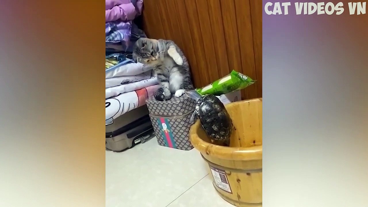 Cute Cats  and Funniest Dogs  Funniest Animal Videos 2023  #89 - Kopya