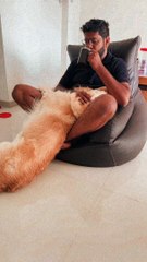 L'éternuement du chien conduit au thé renversé