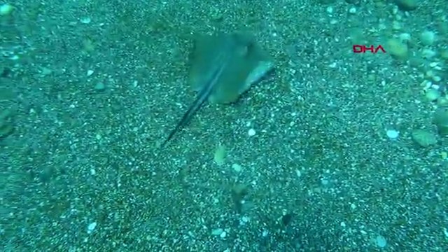 Nesli tehlike altındaki vatozlar Antalya kıyılarında