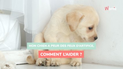 Mon chien a peur des feux d'artifice, comment l'aider ?