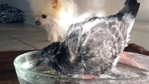 Slow Mo of a gentle pigeon enjoying taking a bath *Amazing Capture*