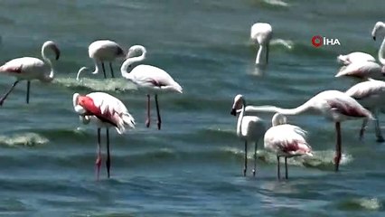 Flamingolar kuraklığa rağmen Erçek Gölü'nde