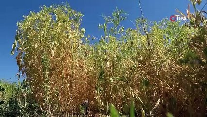 1.000 TL yevmiyeyle çalışıyorlar! Sıcak havada zorlu mesai başladı